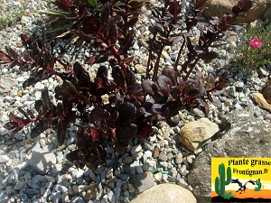 Hylotelephium sp noir