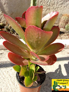 Kalanchoe Vivien