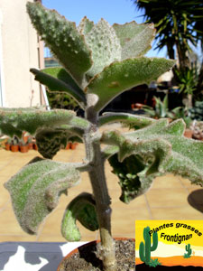 Kalanchoe beharensis Fang