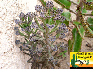 Kalanchoe delagoensis