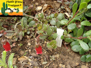 Kalanchoe gracilipes