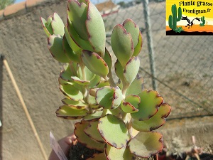 Kalanchoe laxiflora