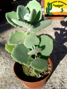 Kalanchoe millotii