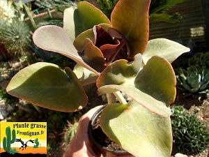 Kalanchoe nyikae