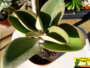 Kalanchoe orgyalis