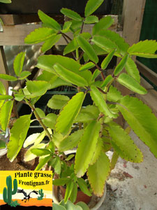 Kalanchoe pinnata