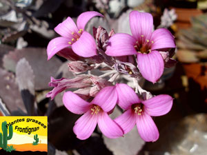 Kalanchoe pumila