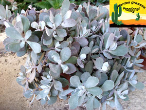 Kalanchoe pumila