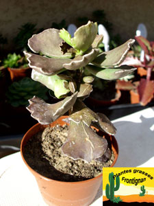 Kalanchoe rhombopilosa