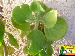 Kalanchoe schimperiana