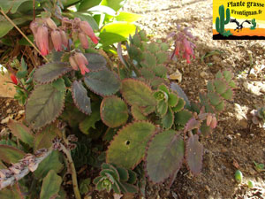 Kalanchoe serrata