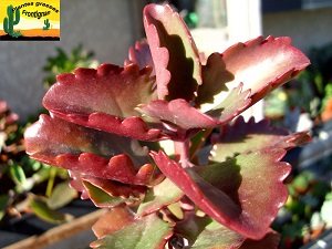 Kalanchoe sexangularis