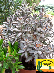 Kalanchoe tomentosa Chocolate Soldier