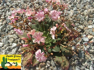 Lewisia cotyledon