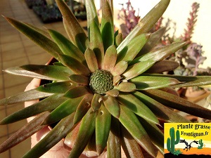 Orostachys japonica