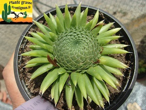 Orostachys spinosa