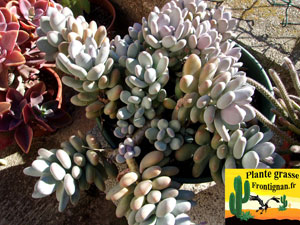 Pachyphytum Blue Haze