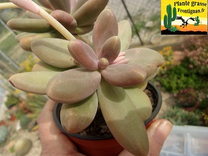 Pachyphytum Captain Jessop