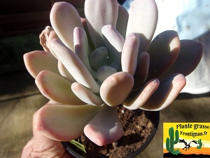 Pachyphytum bracteosum