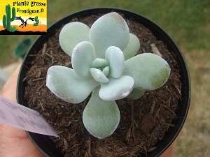 Pachyphytum caesium