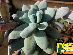 Pachyphytum cuicatecanum