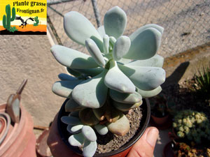 Pachyphytum glutinicaule