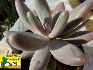 Pachyphytum machucae