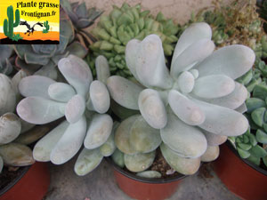 Pachyphytum oviferum