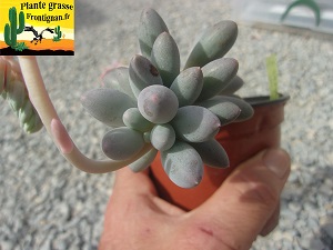 Pachyphytum rzedowskii