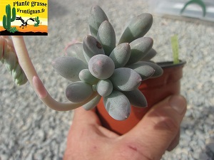 Pachyphytum rzedowskii