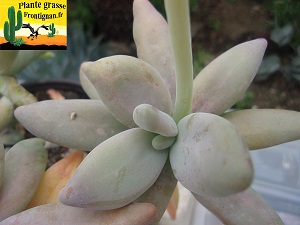 Pachyphytum werdermannii