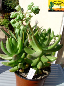 Pachysedum Frank Venz