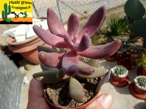 Pachysedum Ganzhou