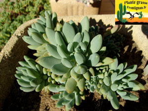 Pachysedum sp PGF1