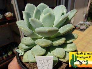 Pachyveria Calypso