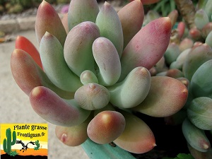 Pachyveria Coco