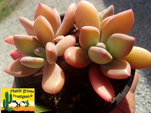 Pachyveria Dr Cornelius