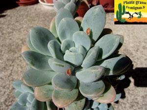 Pachyveria Muelleri