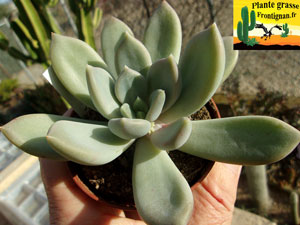 Pachyveria PGF58