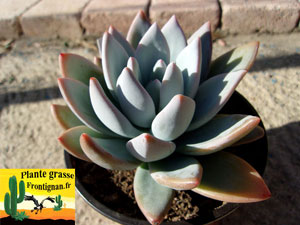 Pachyveria Powder Puff