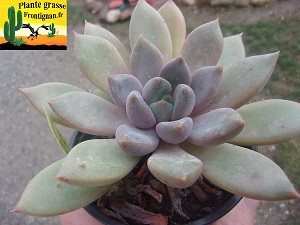 Pachyveria Ruth