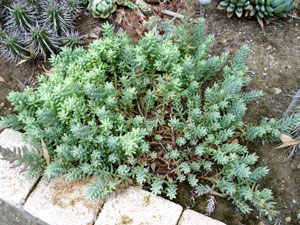 Petrosedum Sp