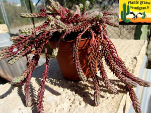 Petrosedum ochroleucum