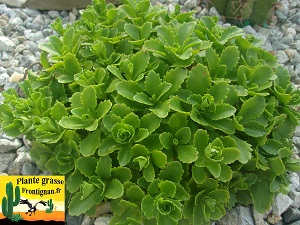 Phedimus ellacombeanus