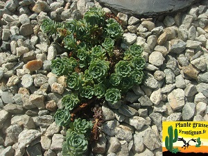 Rhodiola pachyclados