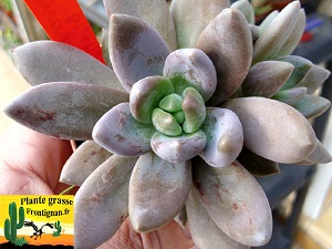 Sedeveria Blue Mist