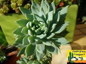 Sedeveria Fanfare