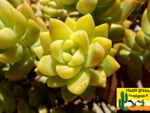 Sedum Golden Glow