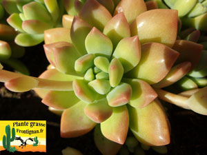 Sedum Gospo