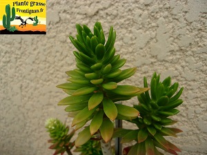 Sedum Pearson s Puzzle